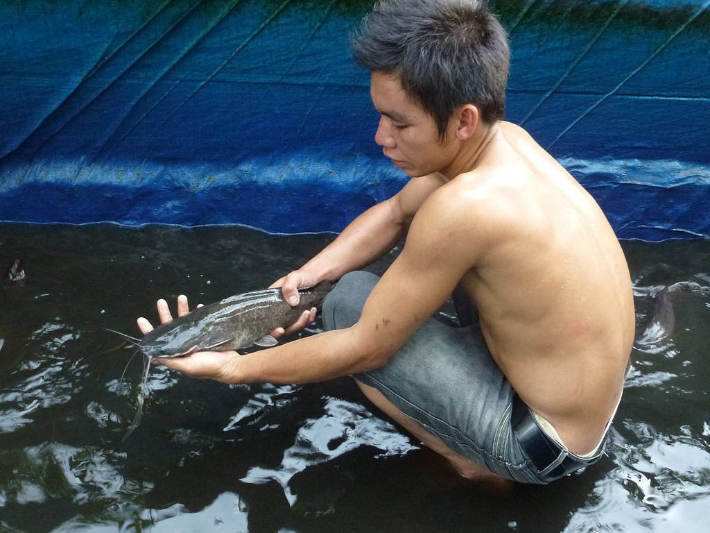Young man with Catfish. YTS is developingish hatcheries to supply local fish farmers with fingerlings.
